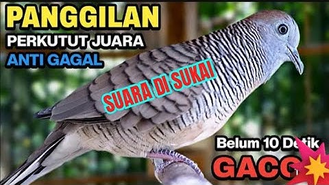PERKUTUT LOKAL GACOR SUARA PALING AMPUH UNTUK PANCINGAN PERANGSANG BUNYI BURUNG PERKUTUT AGAR GACOR