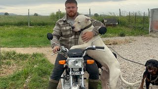 Yeni CG Motor Aldım Köpekler Beni Kovaladı!