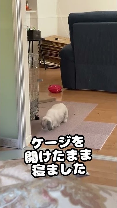 Mr Luvうさぎのラブ君