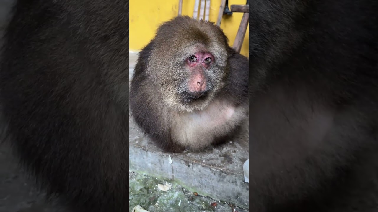 It has 800 eyes, and its eyes are very active.