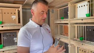 What do we do after our pigeons get home from the race?