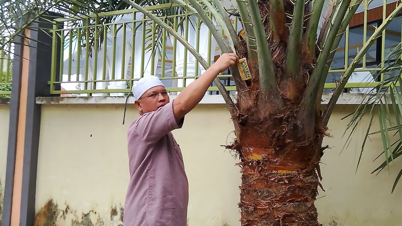 IKHTIAR PEMBUNGAAN KURMA SUKKARI LOMBOK