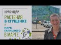 Растения в Сгущенке и Парк Галицкого в марте | Что творится в Краснодаре