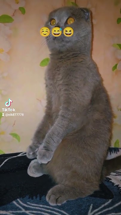 ☺😅😆 #худеюбездиет #массаж #снятие алкогольной интоксикации - YouTube