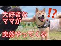 柴犬りんご郎 ドッグランにいないはずのママが突然やってきたら…