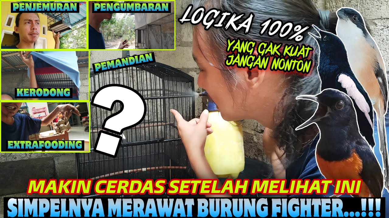 SIMPELNYA MERAWAT BURUNG FIGHTER YA BEGINI ⁉️ MURAI, CENDET, KACER, DLL ❗️ INI LOGIKA 100%