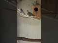 #viral #birds #video #pets #shortvideo #shortsvideo #videos #cockatiel #youtubeshorts#youtube#parrot