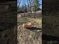 Slumber Pawties | Shorts | Dog Videos