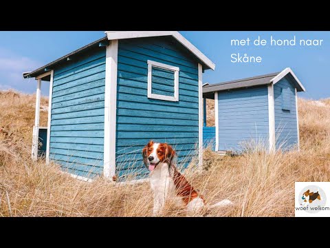 Video: Hoe reis je met een hond naar Zweden