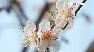 February 4 marks Lichun, first solar term of traditional Chinese calendar