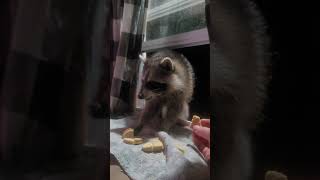 raccoon babies