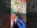 Fast garlic peeling easy kitchen trick #shorts #garlic