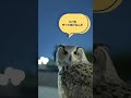 たくましく育ったフクロウのルーティン