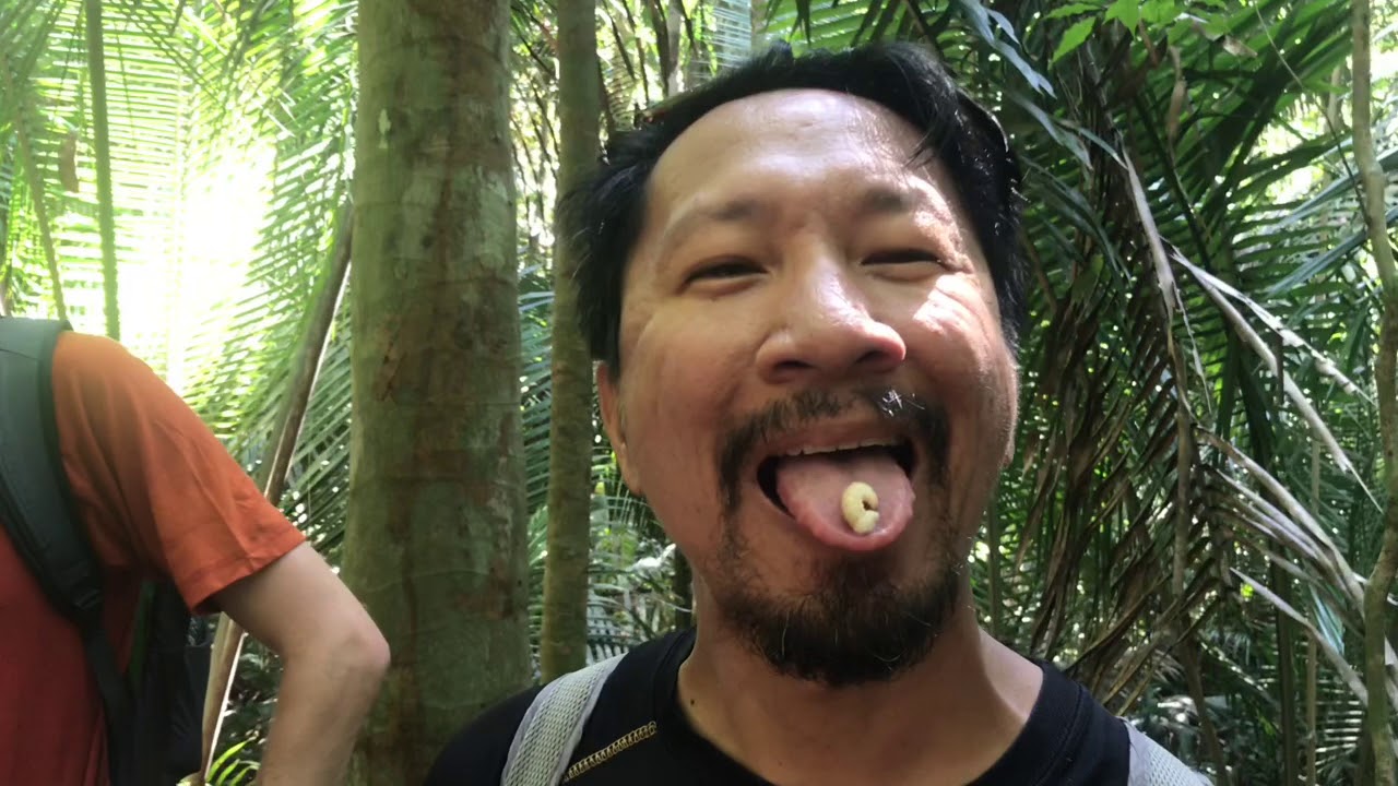 Amazon Jungle Walk YouTube