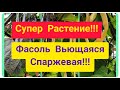 Фасоль Спаржевая Вьющаяся! Выращивание. #сорт #огород #дача #delicious