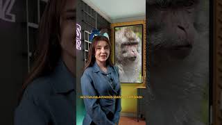 Maymunlar Simlarni Yaxshi Korishadi Mi?