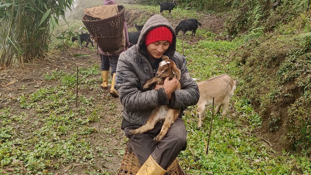 Mol bokai, Makai ropnii season ayoo hai🥰 || SonamGurungG 