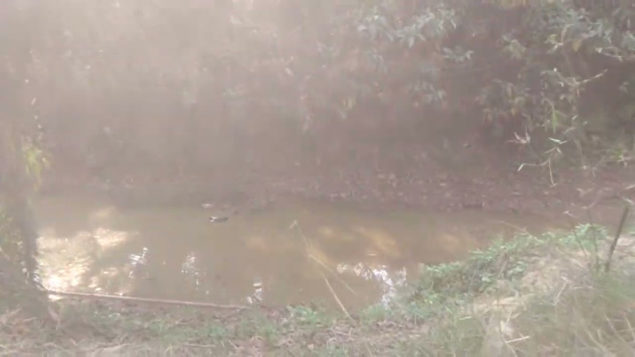 খাল, পাখি ও ভুট্টা 