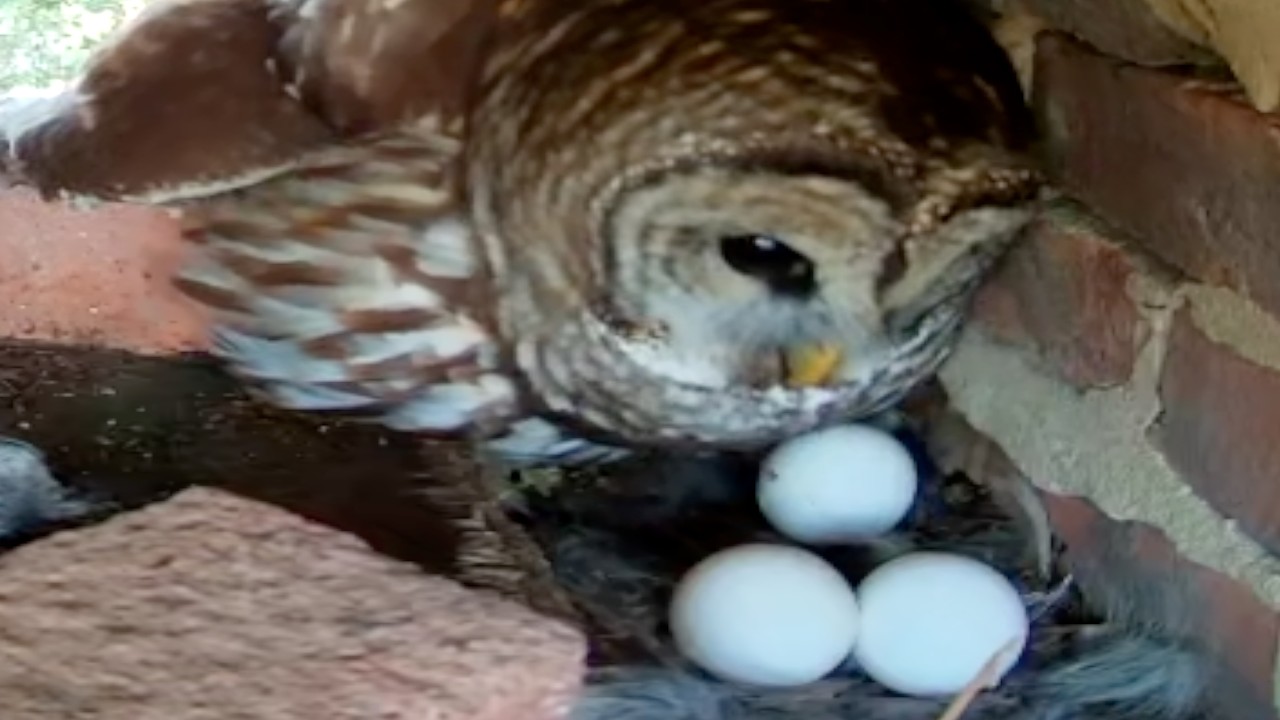 Owl Cam LIVE: Night 5 stream