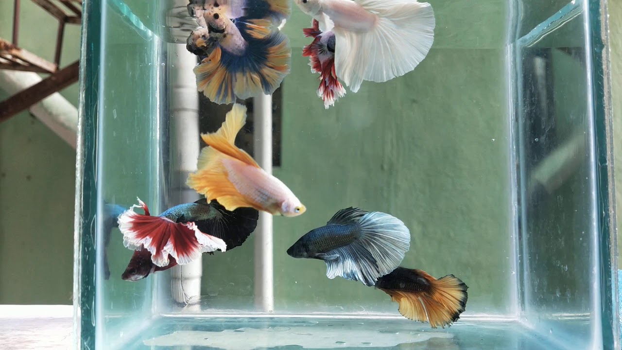 erode betta factory; fancy ohm male 6.0 cm available - YouTube