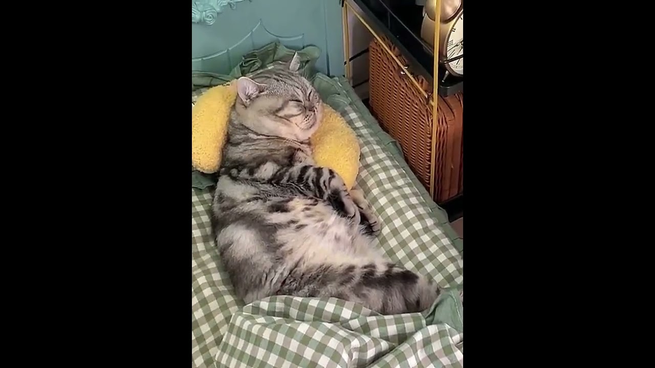 Surviving the Summer Heat with My Furry Friend! 