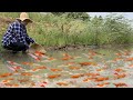 Cute girl VS Color fish,Japan Koi fishes,Red fish beautiful fish_Short MV