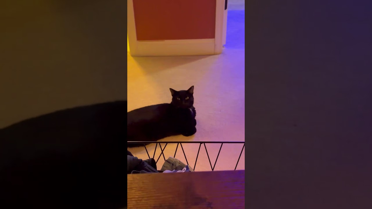 👀🐈‍⬛||#cat #catshort #fyp