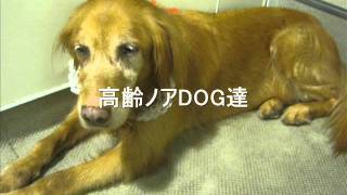 褥瘡の予防に高反発マット