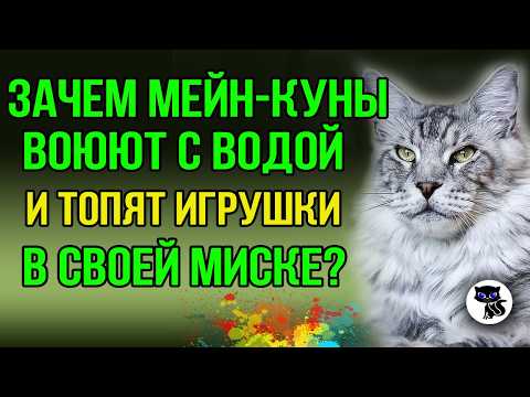 Почему мейн-кун копает воду и топит игрушки в миске? Особенности и повадки породы в быту. Кун и вода