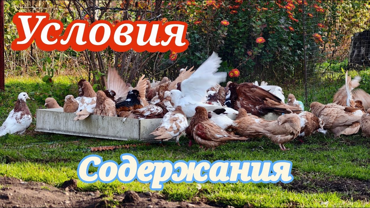 Голуби Какое содержание лучше???