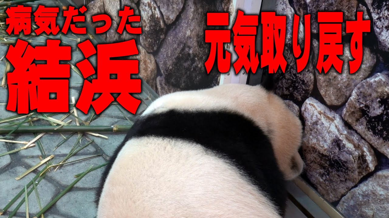 【やっと元気な姿】アドベンチャーワールド結浜 だんだん元気を取り戻してきた