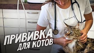 Коты у ветеринара, австрийская клиника. 4k