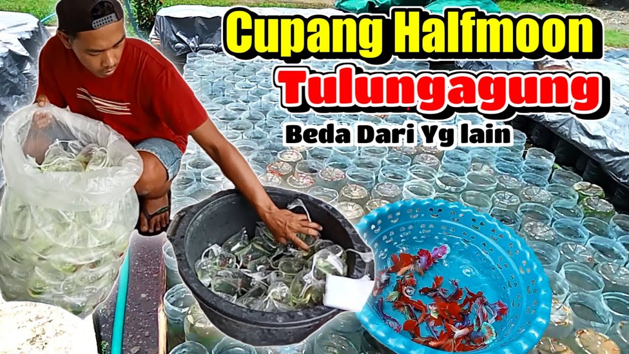 PETANI IKAN CUPANG TULUNGAGUNG‼️HALFMOON FISH