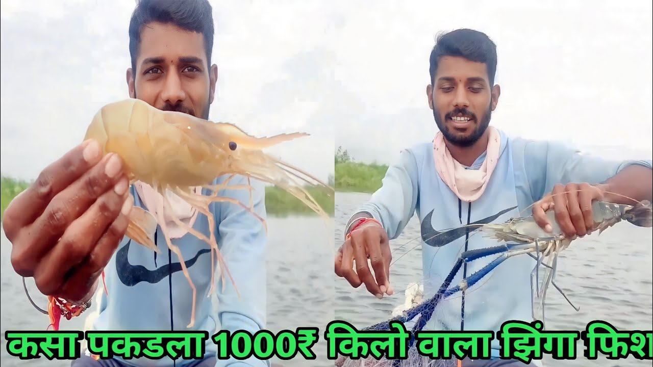 so many tiger zinga Fish catch fishing nets 