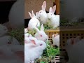 OMG! So Cute Eating Tiny Baby Rabbit Eating ASMR 🐰