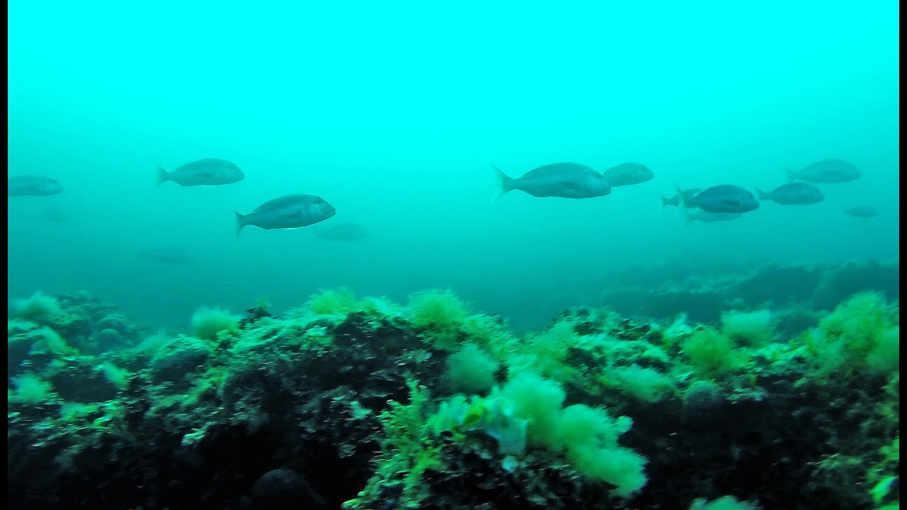 Pescasub: Denticioni Campionato Italiano Taranto - Roberto Deiana