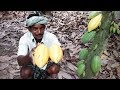 First time eating fresh cacao fruit - YouTube