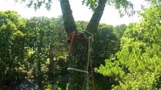 Heavy leaning red oak dismantle.