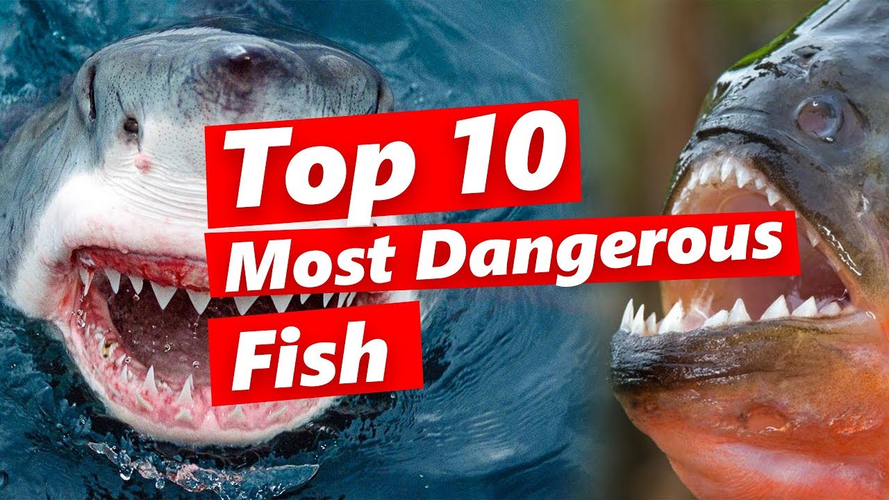 Top 10 Most Dangerous Fish - Wow Video