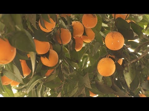 Videó: Milyen Előnyei Vannak A Narancsnak?