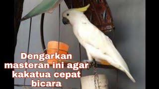 pancingan paling cocok buat kakatua muda cepat bicara Mp3