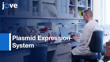 mRNA Transcripts Stability Identification by Plasmid Expression System | Protocol Preview