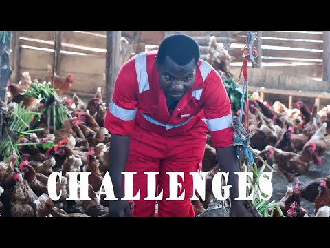 How I overcame challenges in Poultry Farming Business- my true story ...