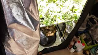 Sweet Zkittlez & Royal Gorilla Flower Update #9