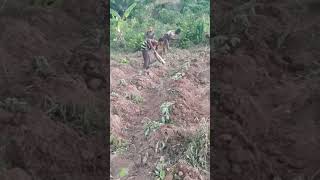 Men At Work: Sweet Potatoes Planting O'clock #farming #agriculture #potato