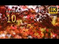 松島の紅葉🍁癒しの絶景 × 8K｜自然音でリラックス【10時間】No Ads