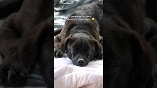 Disabled dog finds his forever home! 🥹 | Bean’s adoption story