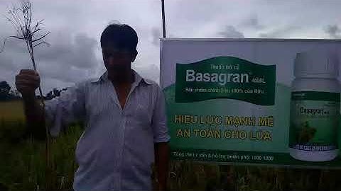 Basagran trị cỏ u du trên ruộng lúa tại Giồng Riềng, Kiên Giang