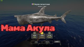 Русская рыбалка 4  🔥Норвежское море🔥 Акула Мать !🦈 Ох и лютая была!!🦈