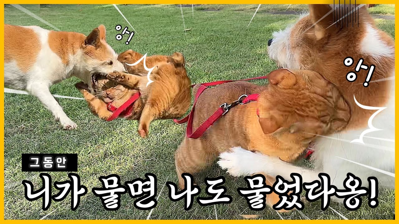 강아지있는 집에 입양된 길냥이가 사는 법[실외편] 1년내내 이러고 놀았어요~ | 아듀 2025년 댕댕이와 개냥이 영상모음 (No BGM)